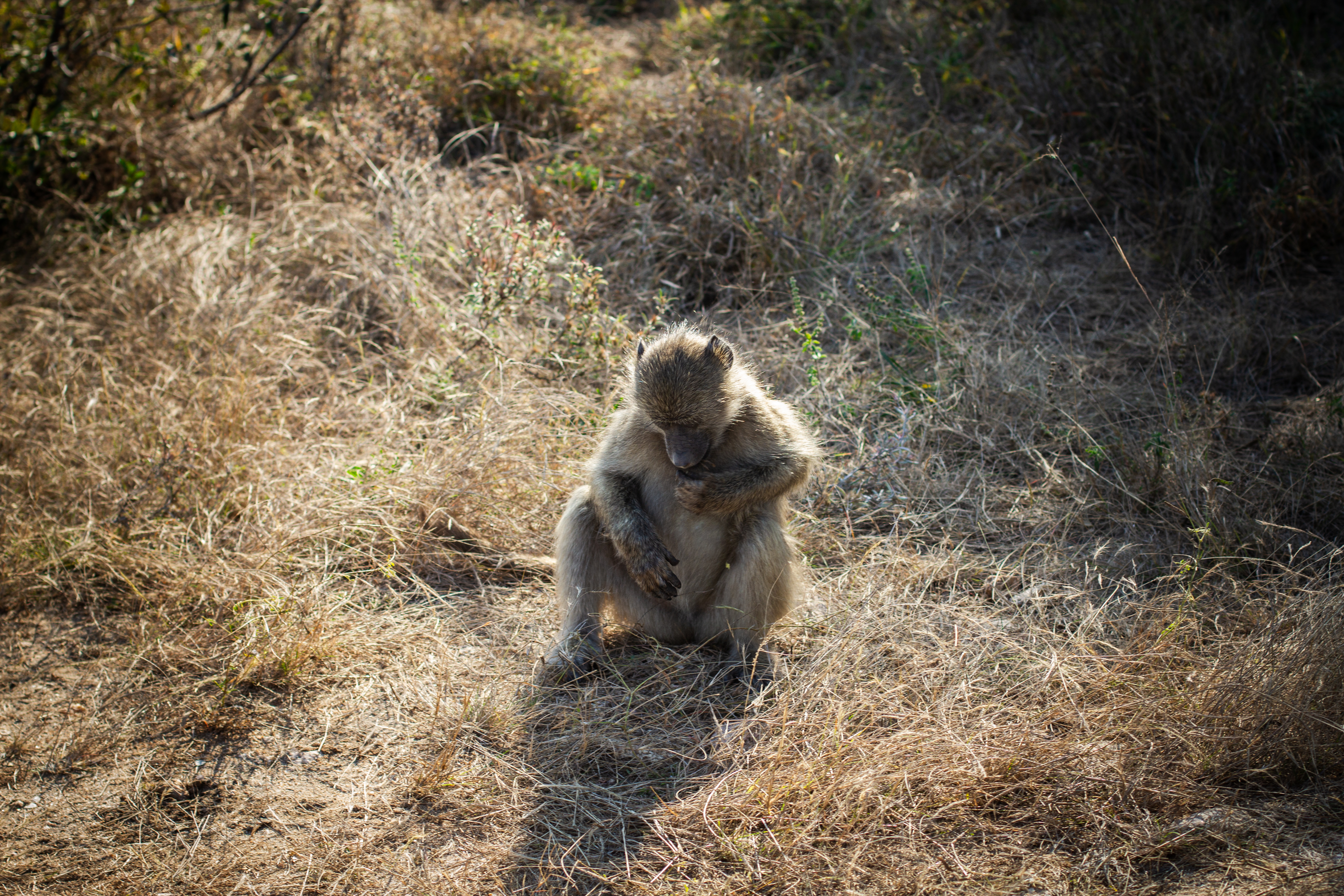 The Beauty of the Bush photograph 4