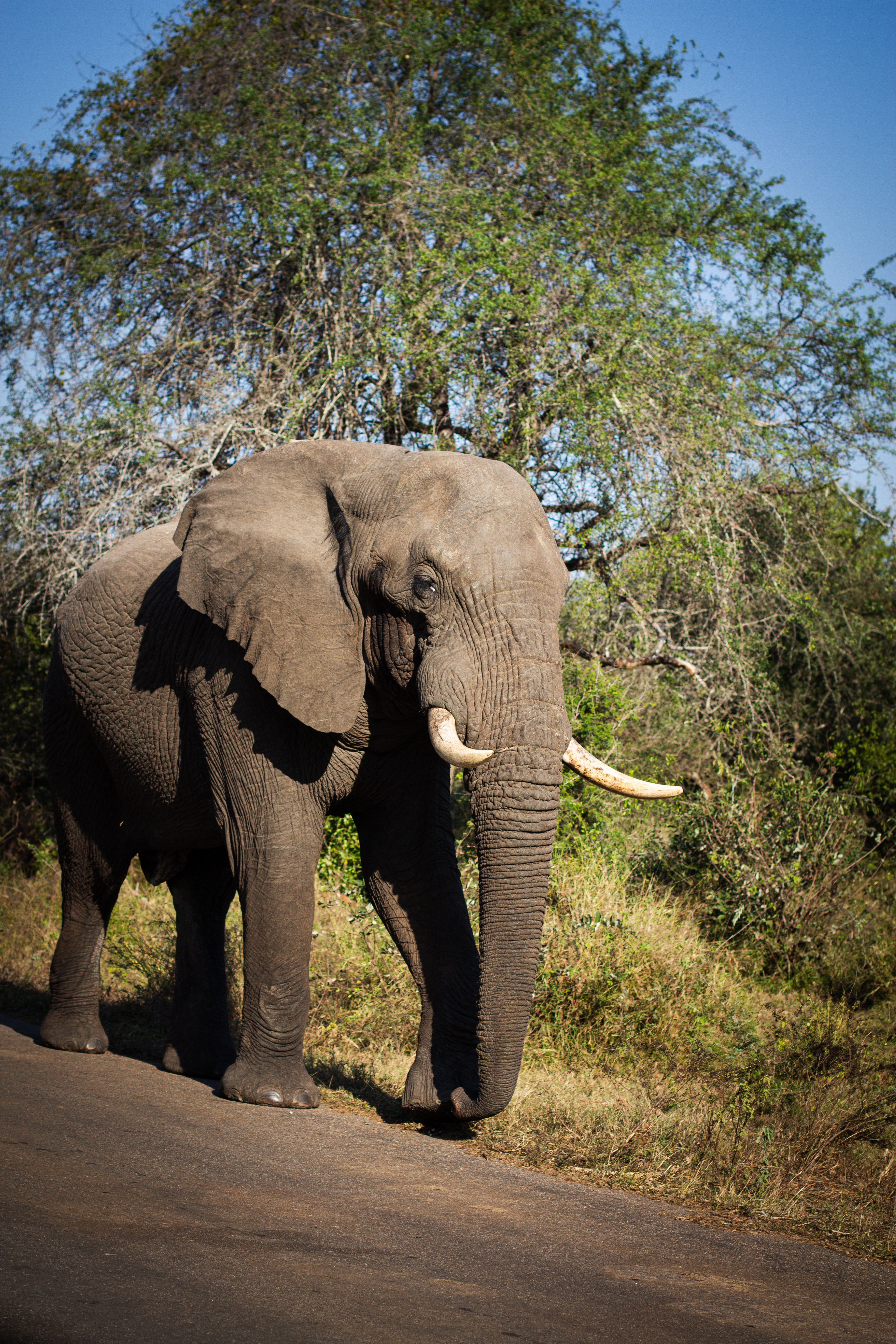 The Beauty of the Bush photograph 5