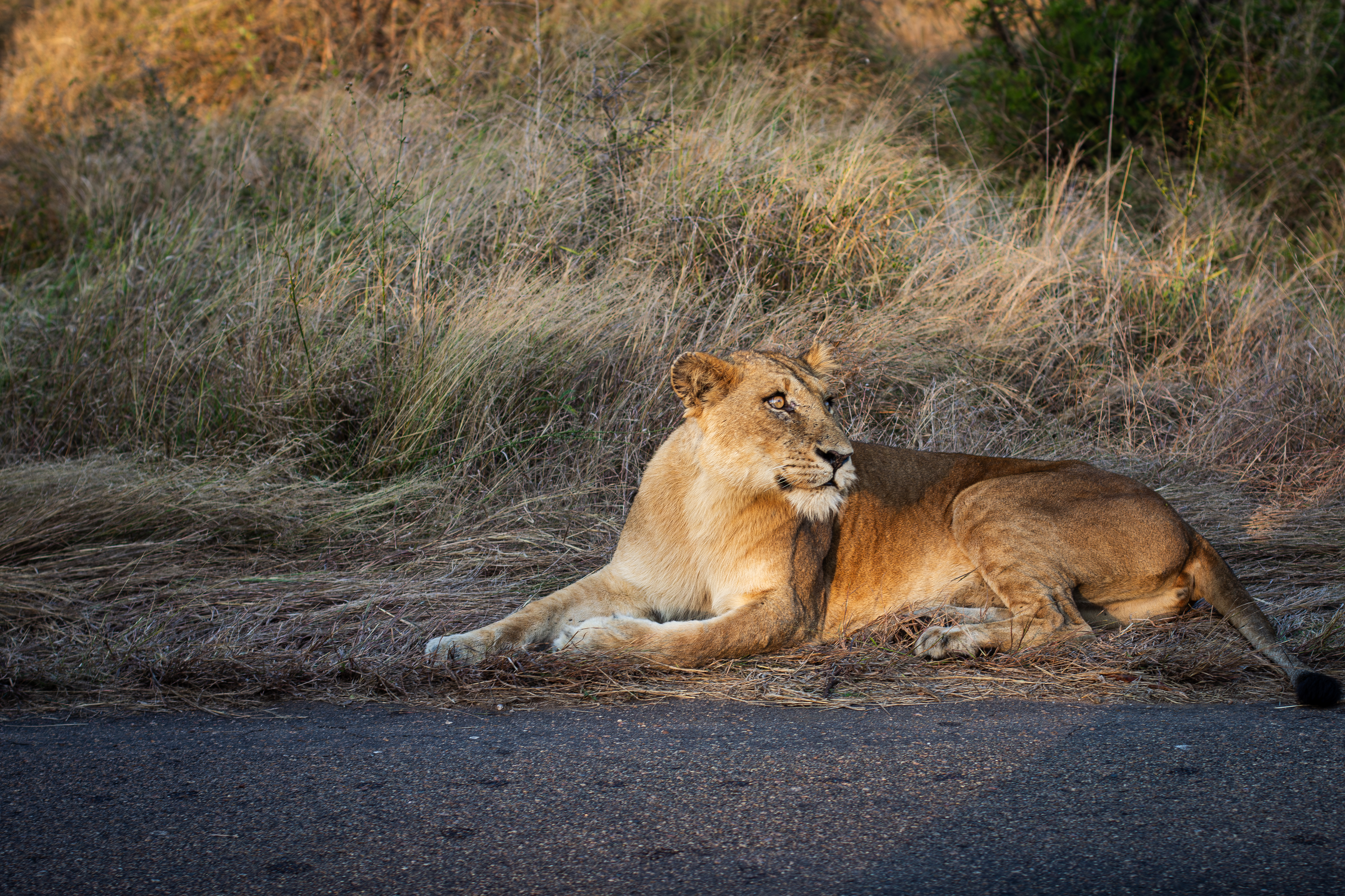 The Beauty of the Bush cover photograph